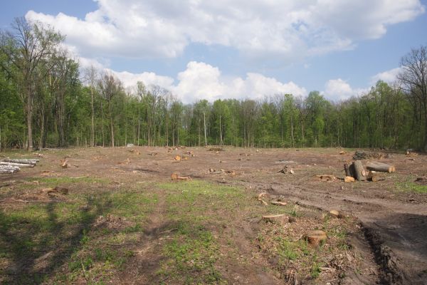 Cost of Pasture Clearing in Belleville