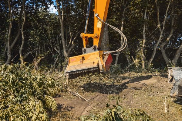 Brush Removal Service in Belleville