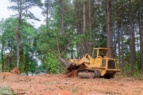 Forest Thinning in Belleville