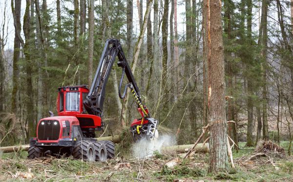 Cost of Forest Clearance Service in Belleville