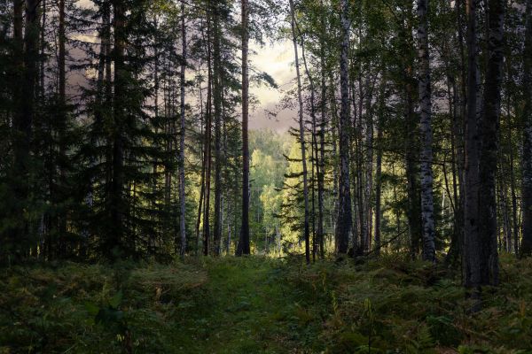 Cost of Pine Tree Clearing in Belleville