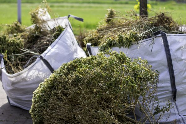 Cost of Bushes Clearing in Belleville
