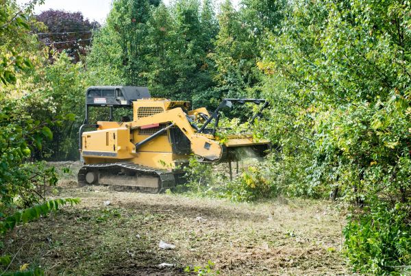 Cost of Pathway Clearing in Belleville